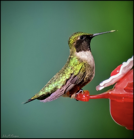 Hummingbird today Ottawa, Ontario, CA