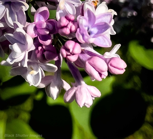 Lilac!! Orangeville, Ontario, CA