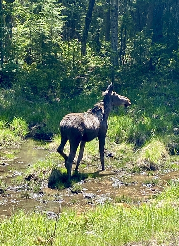 Young moose off Highway 60 in Algonquin Park Dwight, Ontario, CA