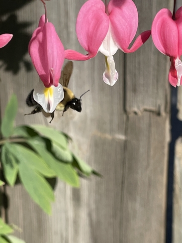 Just being a Bee!! Coldwater, Ontario, CA