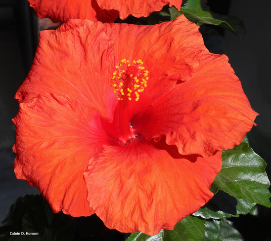 Hibiscus Flower close up Cornwall, ON