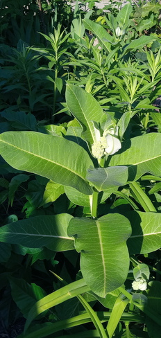 Here comes milkweed, the monarchs won't be far behind (YAY) Pointe-Claire, QC