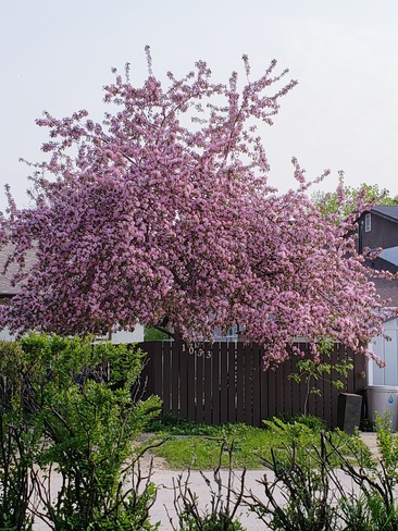 Flowering fruit tree Winnipeg, MB