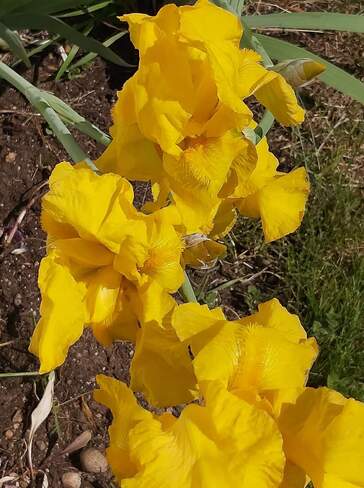 Yellow irises Bancroft, ON