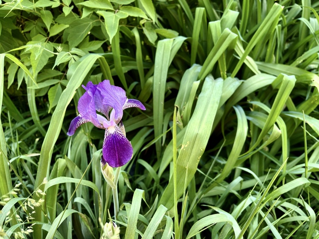 Un bel iris. St-Théodore d’Acton