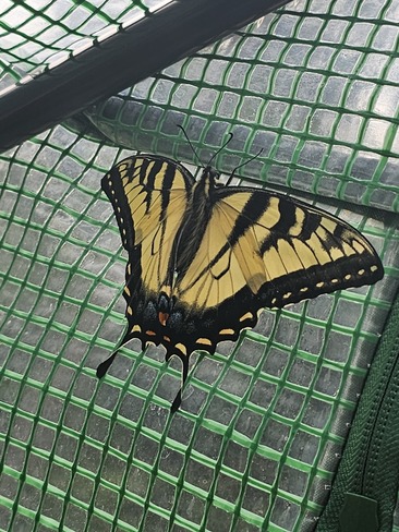 Swallowtail Oshawa, ON
