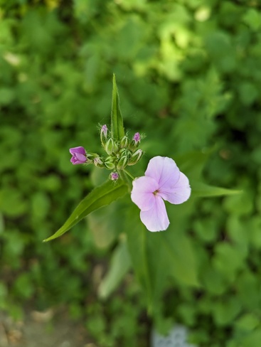 Purple flower Guelph, ON