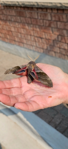 a beautiful moth Sudbury, ON