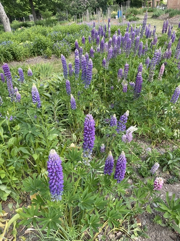 Lupin Granby, Quebec, CA