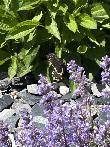 First butterfly visit Amherstburg, Ontario | N9V 4C2