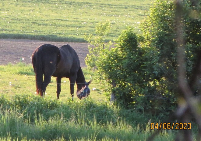le cheval Chambord, QC