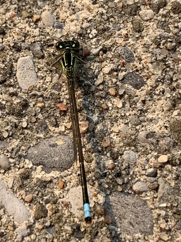 Dragonfly Etobicoke, Ontario, CA