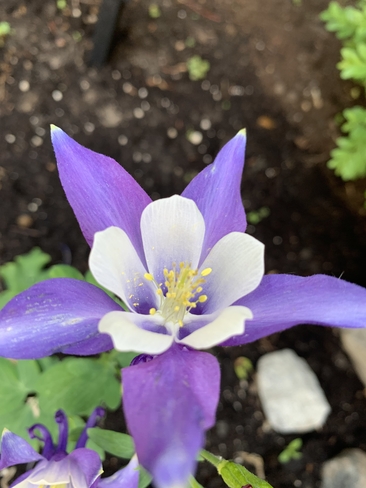 Beautiful purple flower Orléans, Ontario, CA