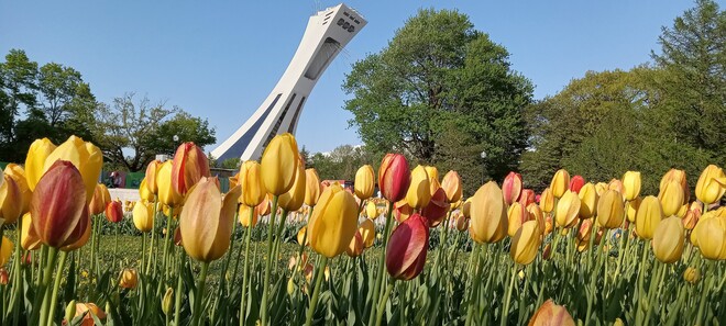 Les tulipes au Jardin Botanique de Montréal et la Tour Olympique Montréal, QC