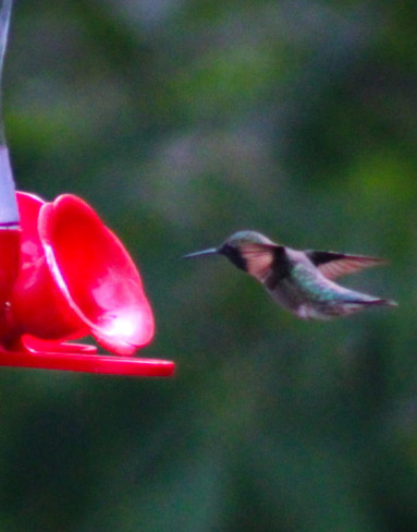 hummingbird Rondeau Provincial Park, ON