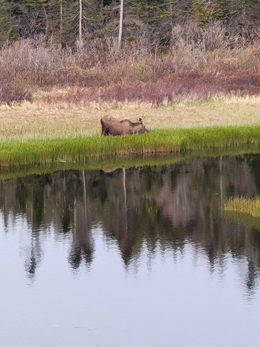 moose Stephenville, NL