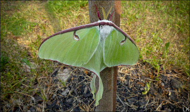 Luna moth, Elliot Lake. Elliot Lake, ON