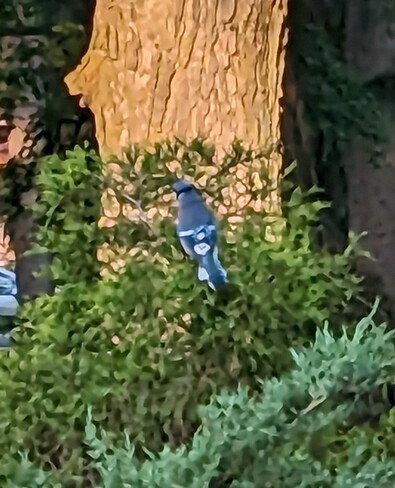 good morning Blue Jay 7:15 am Guelph, ON