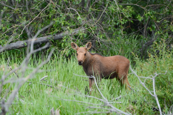 Small calf in the trees