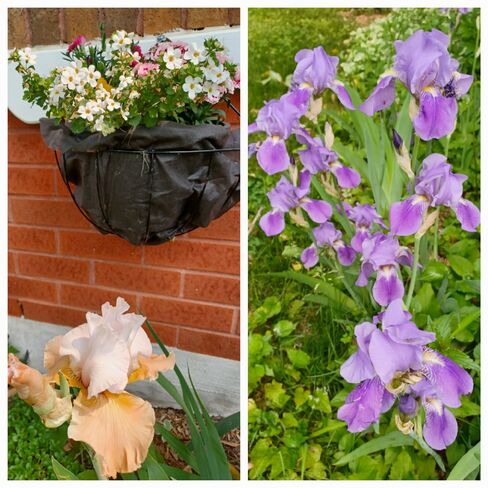 iris blooms Fowlers Corners, ON