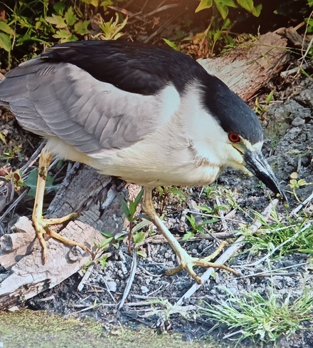black-crowned night heron Mitchell's Bay, ON
