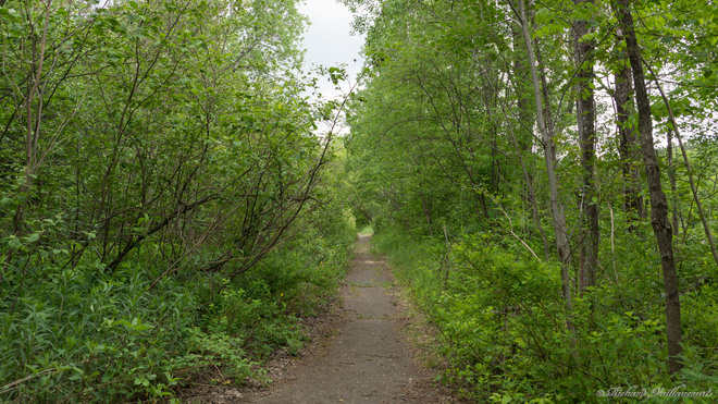 Sentier dans la forêt en juin Saint-Georges, QC