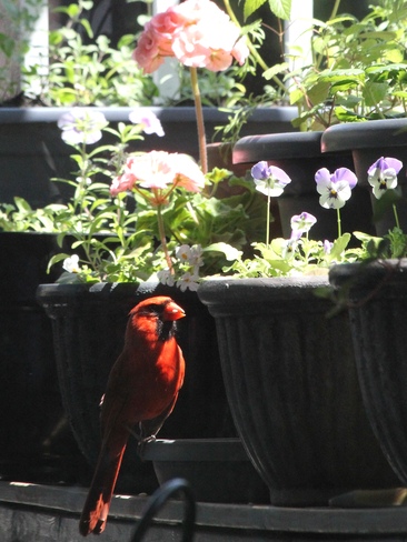 cardinal au jardin Laval, QC