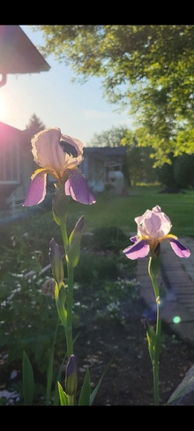 Irises in the Sun Winnipeg, MB