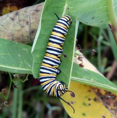 Monarch caterpillar London, ON
