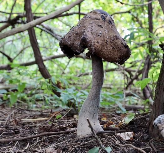Found some more interesting mushrooms. Shedden, ON
