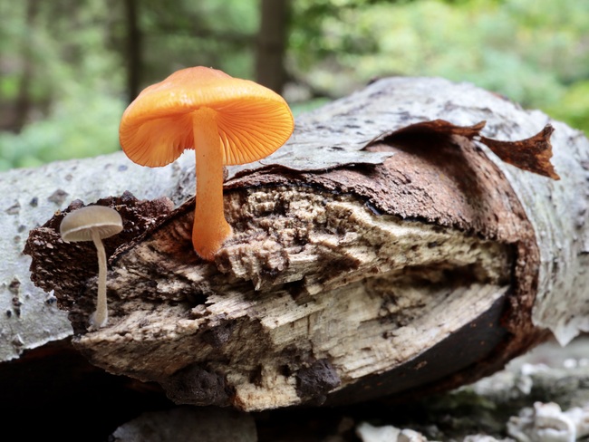 Found some more interesting mushrooms. Shedden, ON
