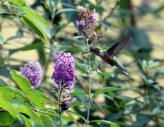Hummingbird London, ON