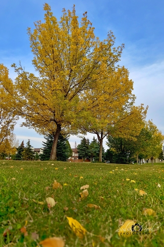Fall Color Edmonton, Alberta, CA
