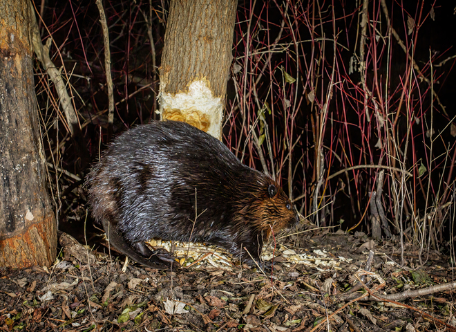 beaver Carlisle, Hamilton, ON