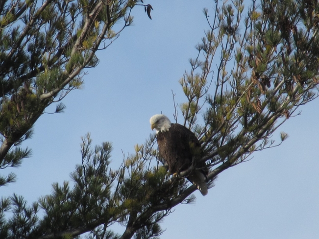 Bald eagle in laurelwood. Waterloo, Ontario | N2T 2N5