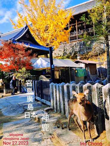 Nov 27 2023 Autumn Colors-Miyajima Hiroshima Japan Vacation Iris Chong Toronto Miyajima, 34
