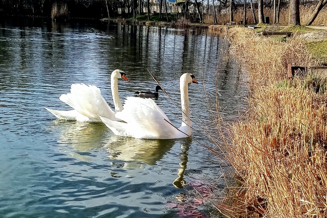 Swans in the winter sun Vác, PE