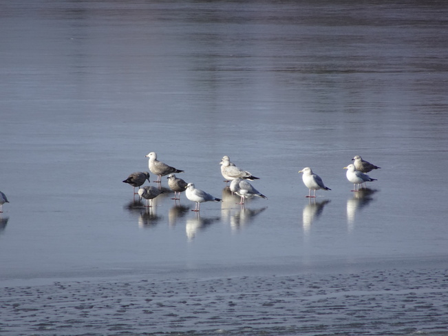 Seagulls Wondering Where The Water Went Sudbury