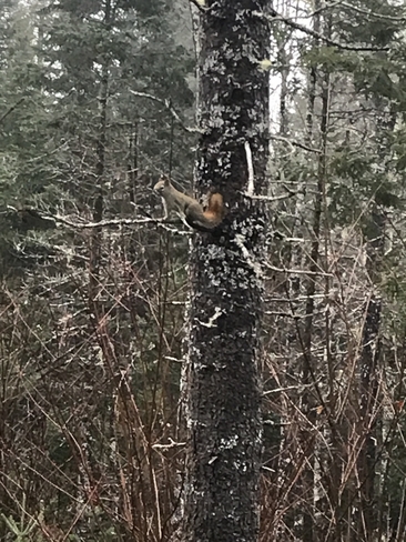 Mr. Squirrel New Germany, Nova Scotia, CA