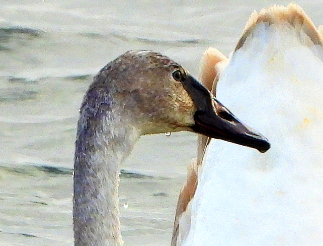 Trumpeter Swan youngster Long Sault, South Stormont, ON