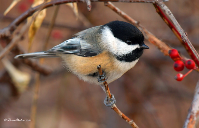 Black Capped Chickadee Scarborough Bluffs Park, Scarborough, ON