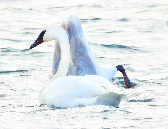Trumpeter Swans Ingleside, ON