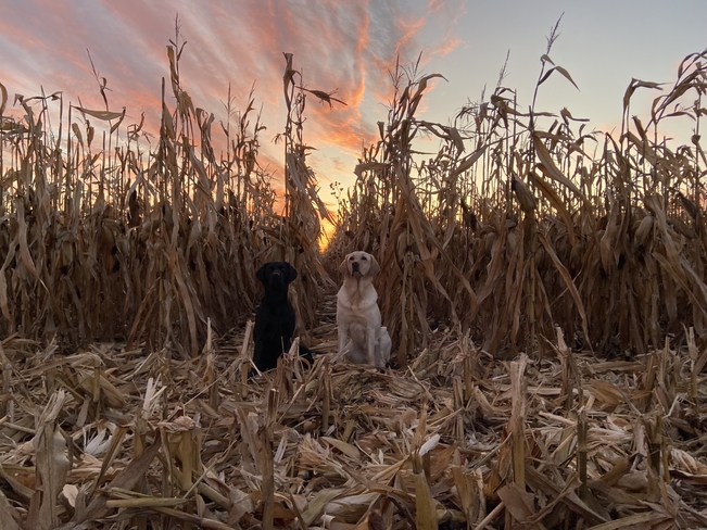 Corn dogs Jasper, Ontario, CA
