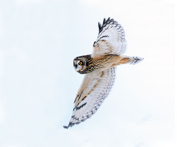 Short-eared owl in Ottawa Ottawa, ON