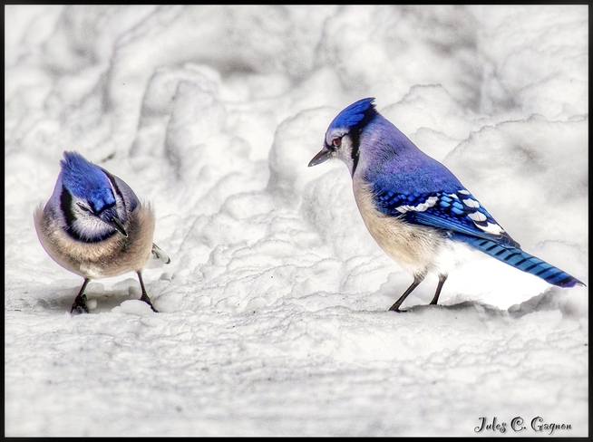 Bluejays in the snow Ottawa, Ontario, CA