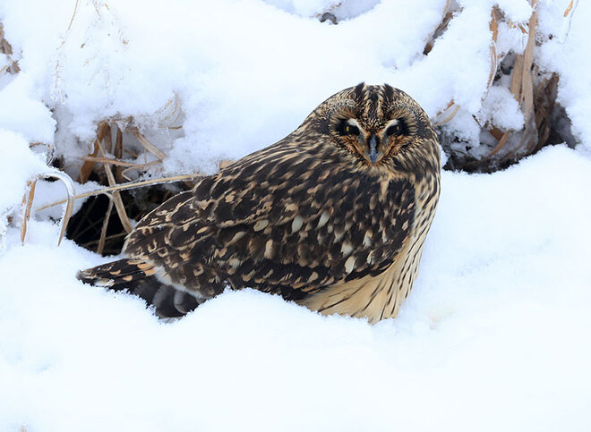 Short-eared owl resting Ottawa, ON