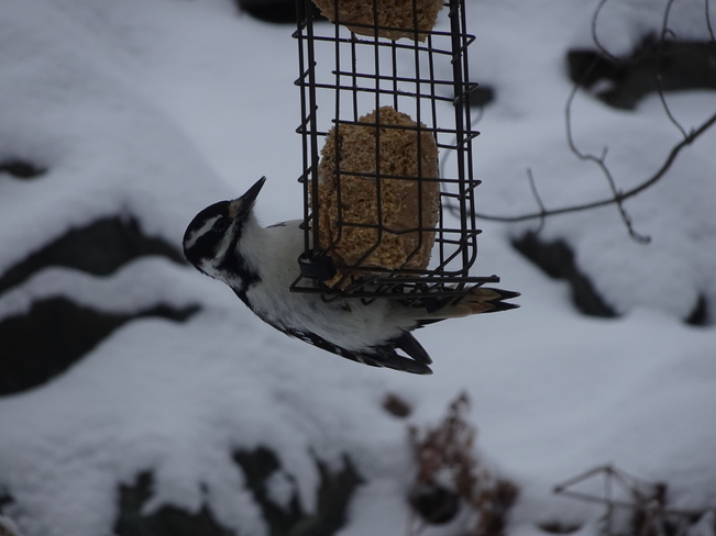Hungry Woodpecker Sudbury