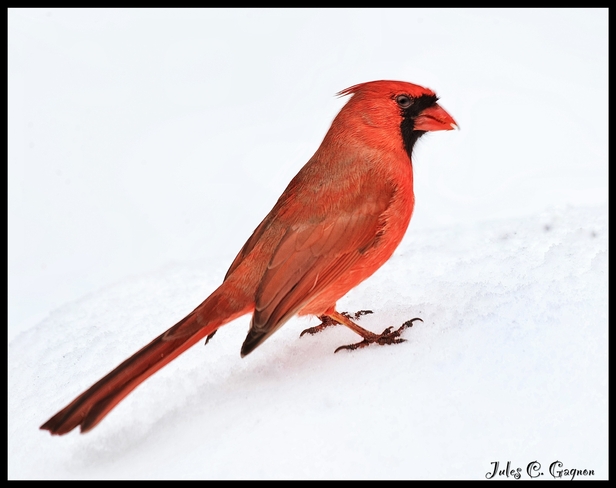 Cardinal on snow Ottawa, Ontario, CA