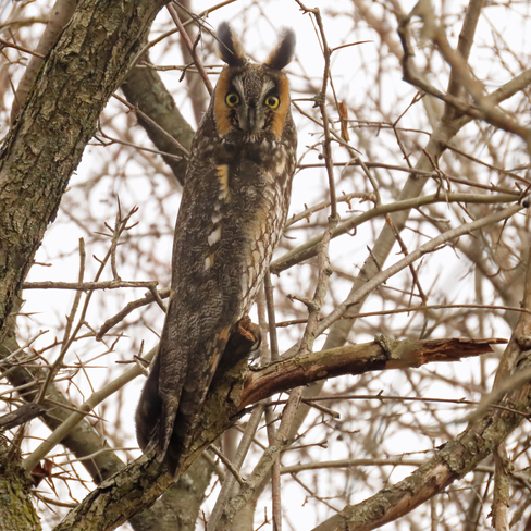 Long-eared Owl Roosting in Woods Whitby, ON