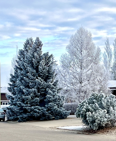 Frosted trees and no snow! Battleford, Saskatchewan, CA